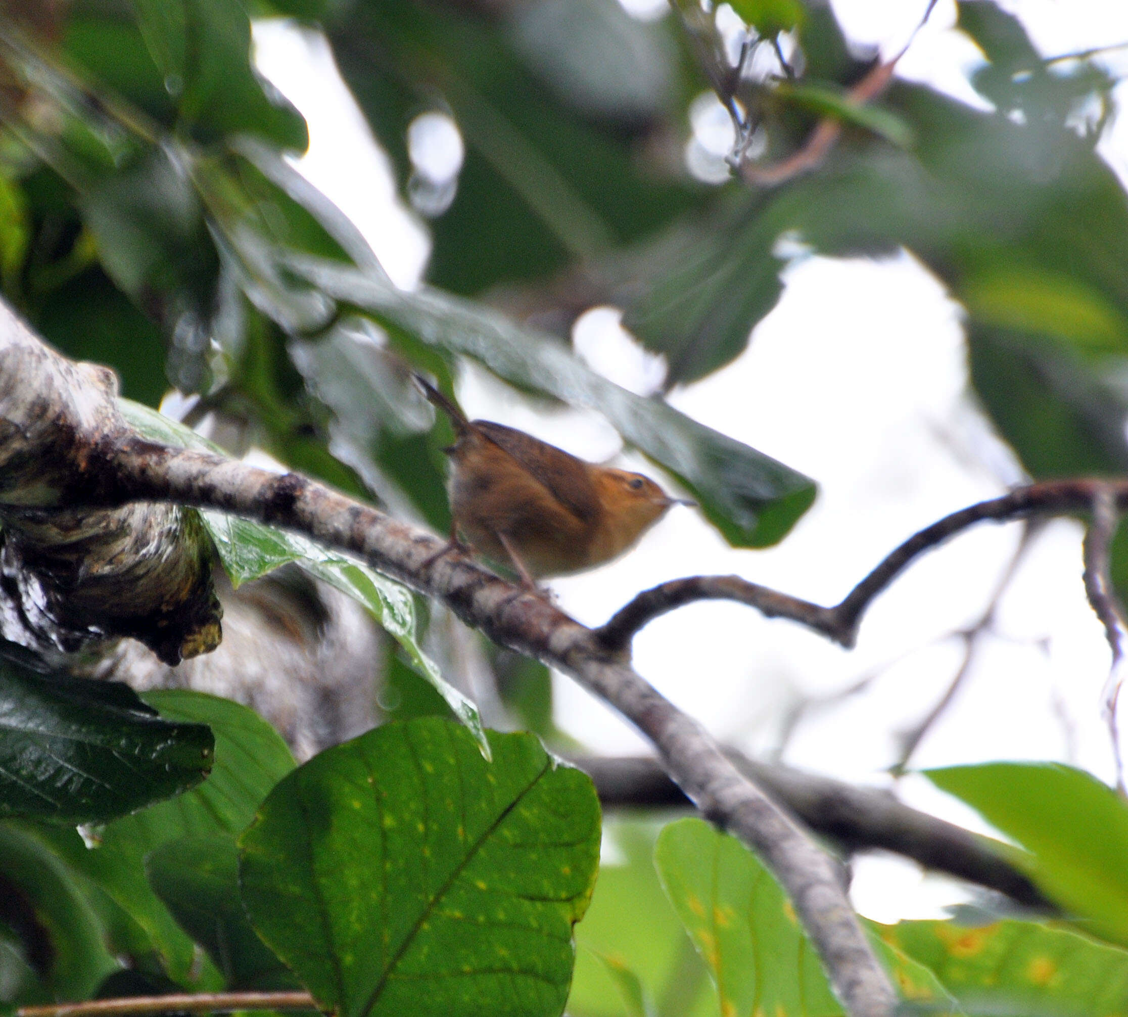 Image of Ochraceous Wren