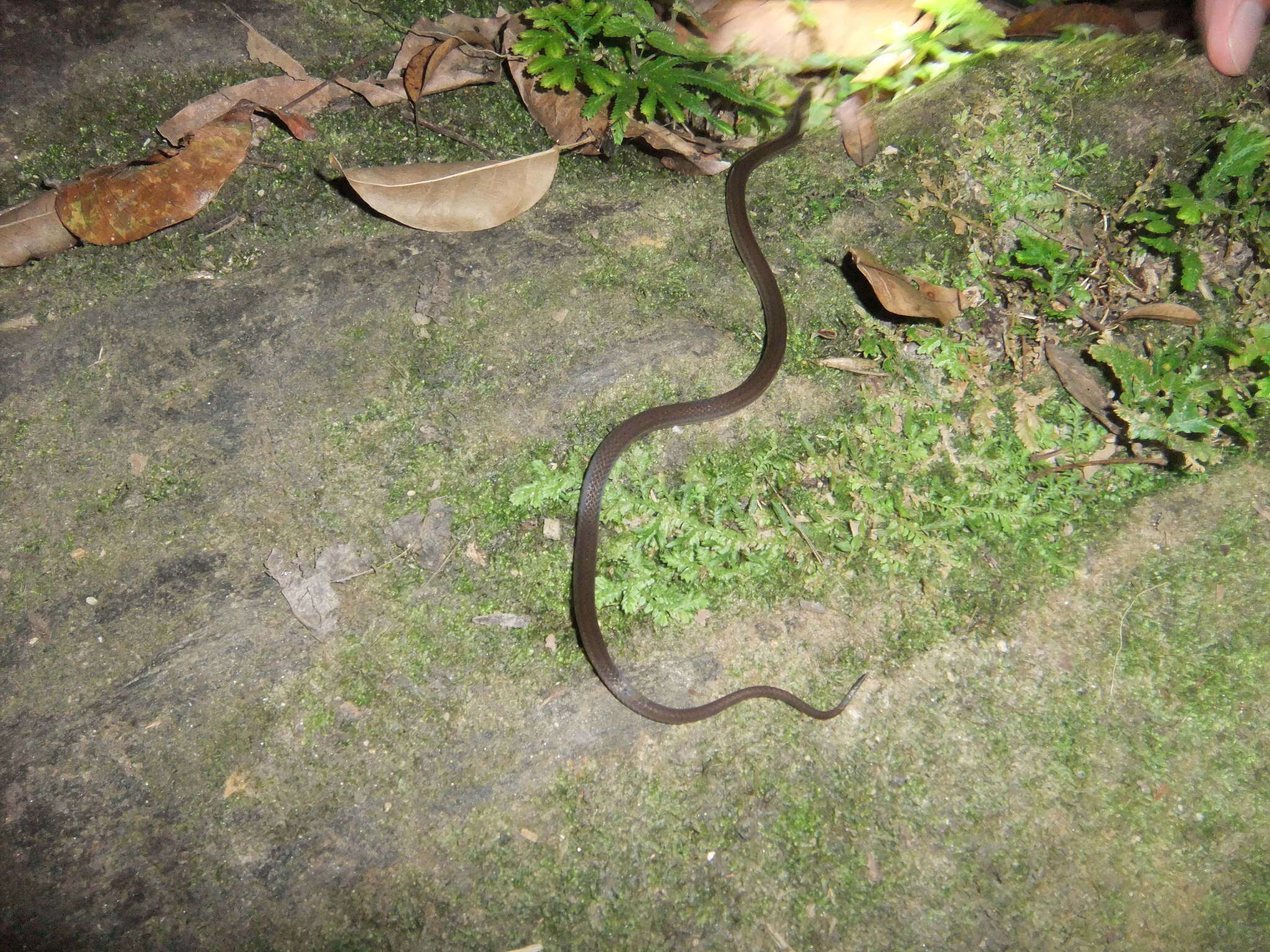 Image of Black-headed Snake (equatoriana