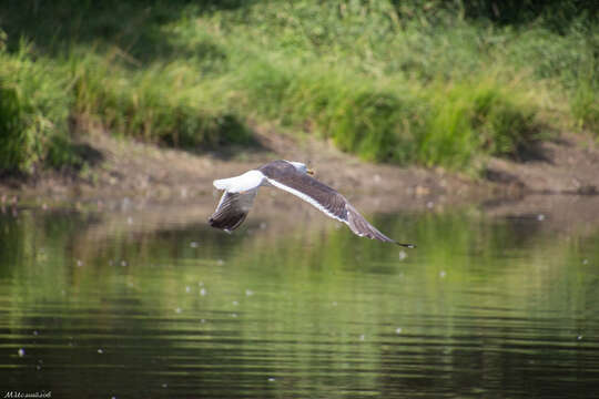 Image of lesser black-backed gull