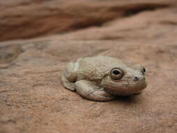 Image of Canyon Treefrog