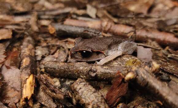 Image of Lowland Litter Frog