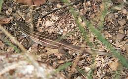 Image of Sonoran Spotted Whiptail