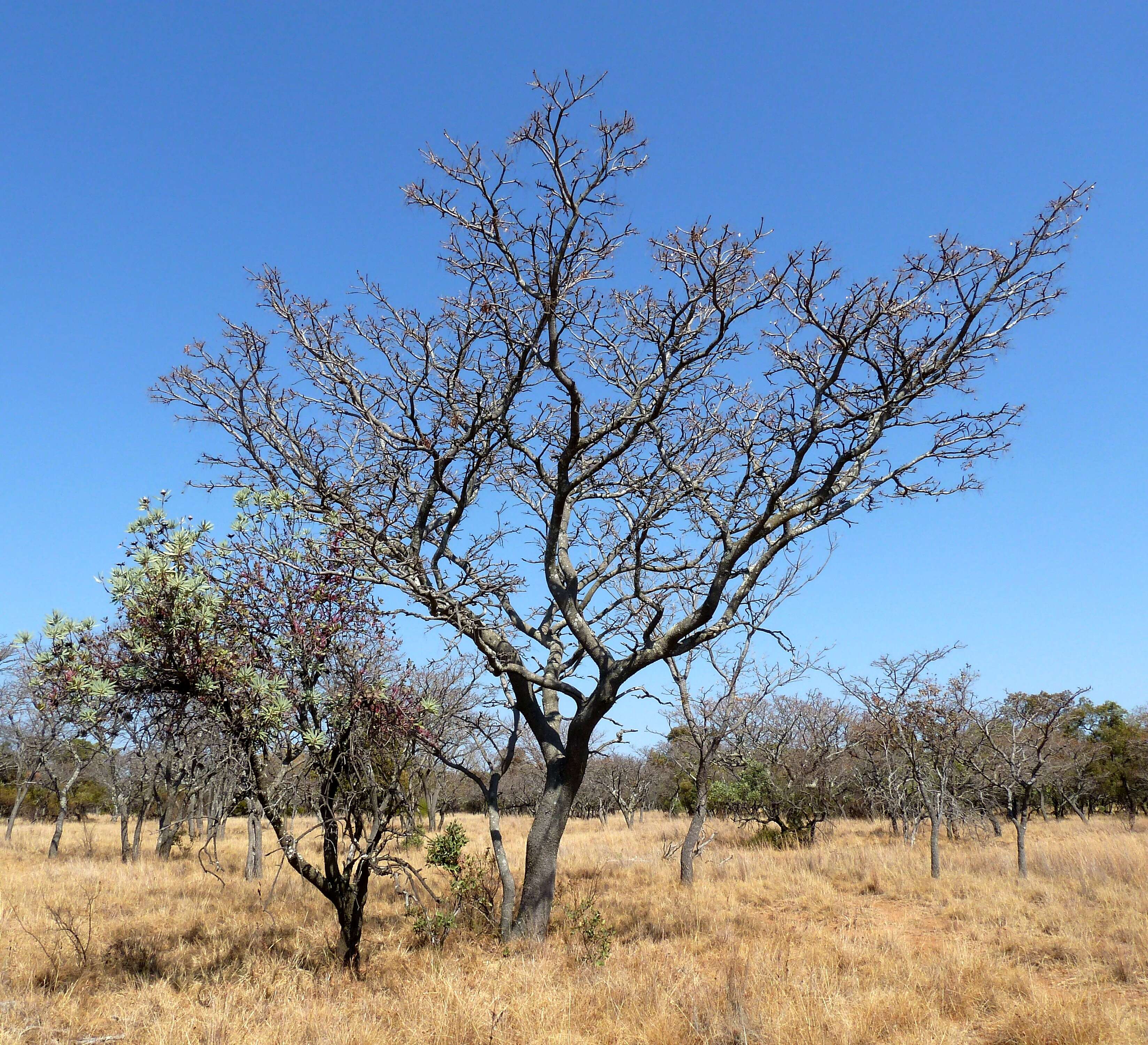 Image of Burkea