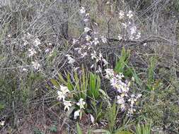 Image of Sparaxis roxburghii (Baker) Goldblatt