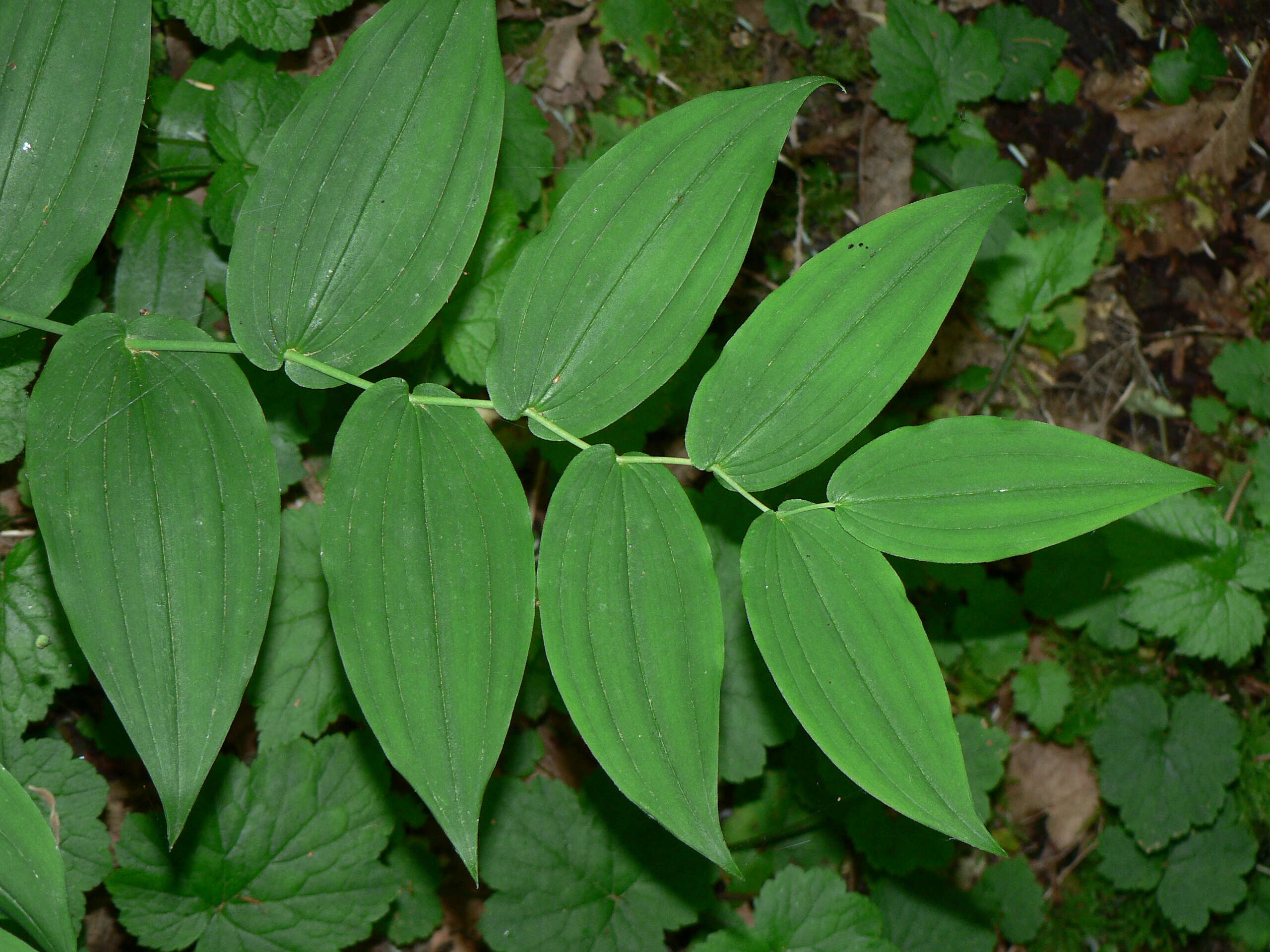 Streptopus amplexifolius (L.) DC.的圖片