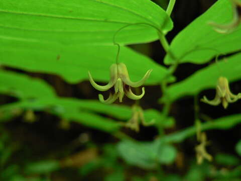 Image of claspleaf twistedstalk