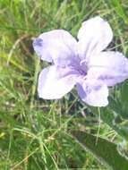 صورة Ruellia nudiflora var. nudiflora