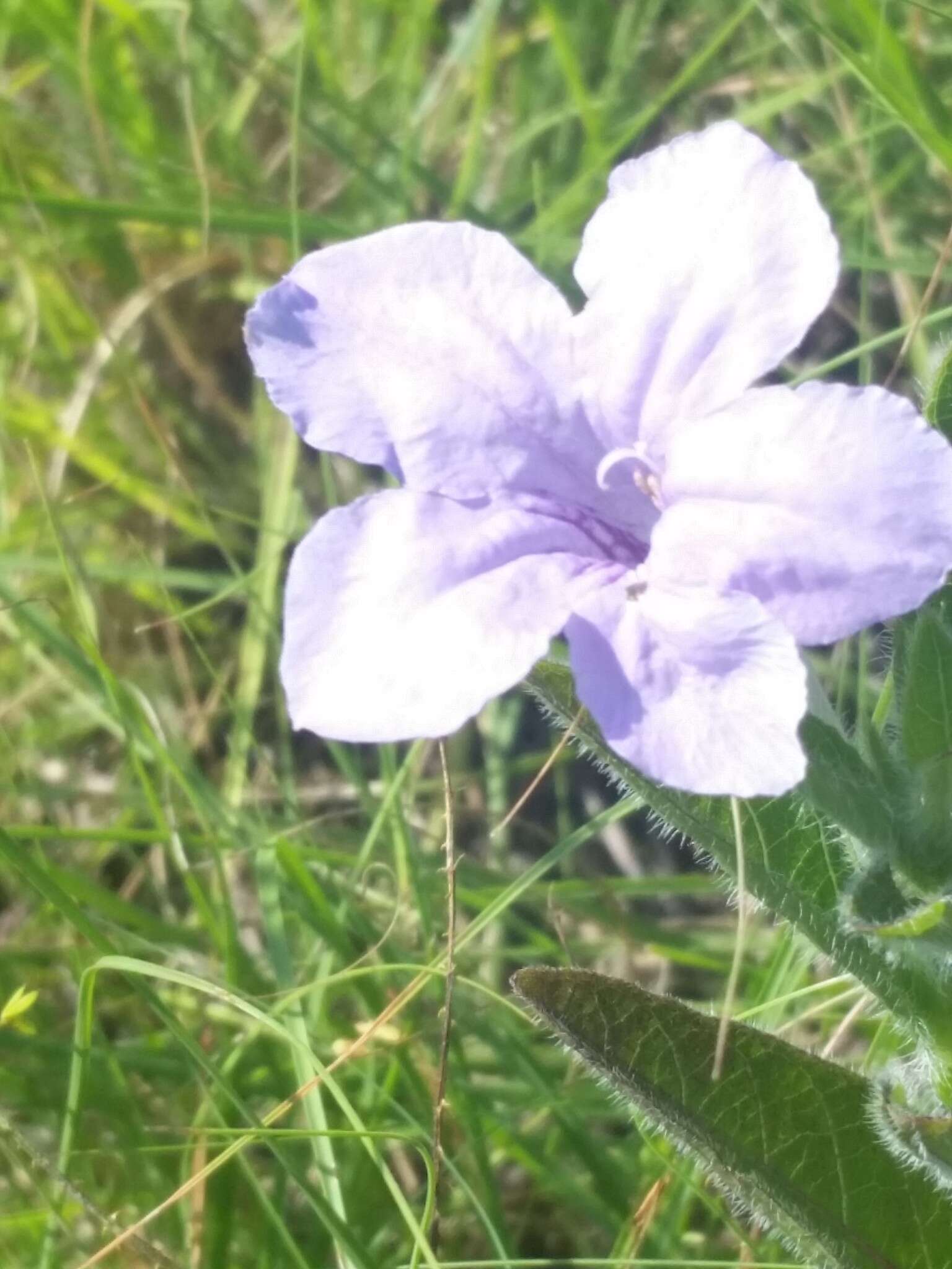 صورة Ruellia nudiflora var. nudiflora