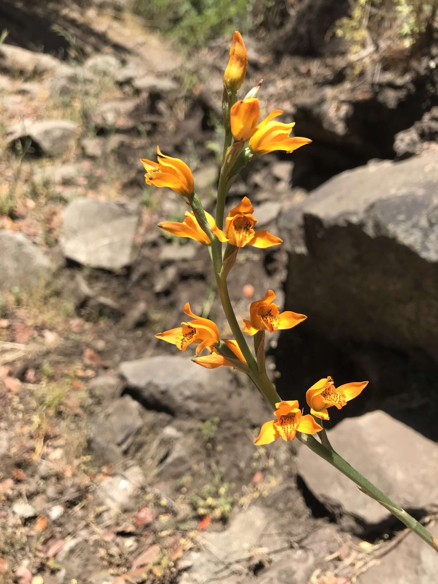 Image of Chloraea chrysantha Poepp.