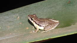 Image of Scinax pachycrus (Miranda-Ribeiro 1937)