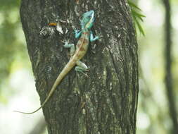 Image of Calotes goetzi