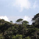 Imagem de Abies delavayi Franch.