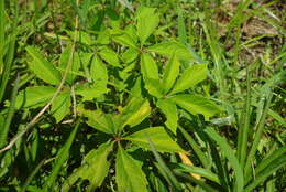 Image of Virginia creeper