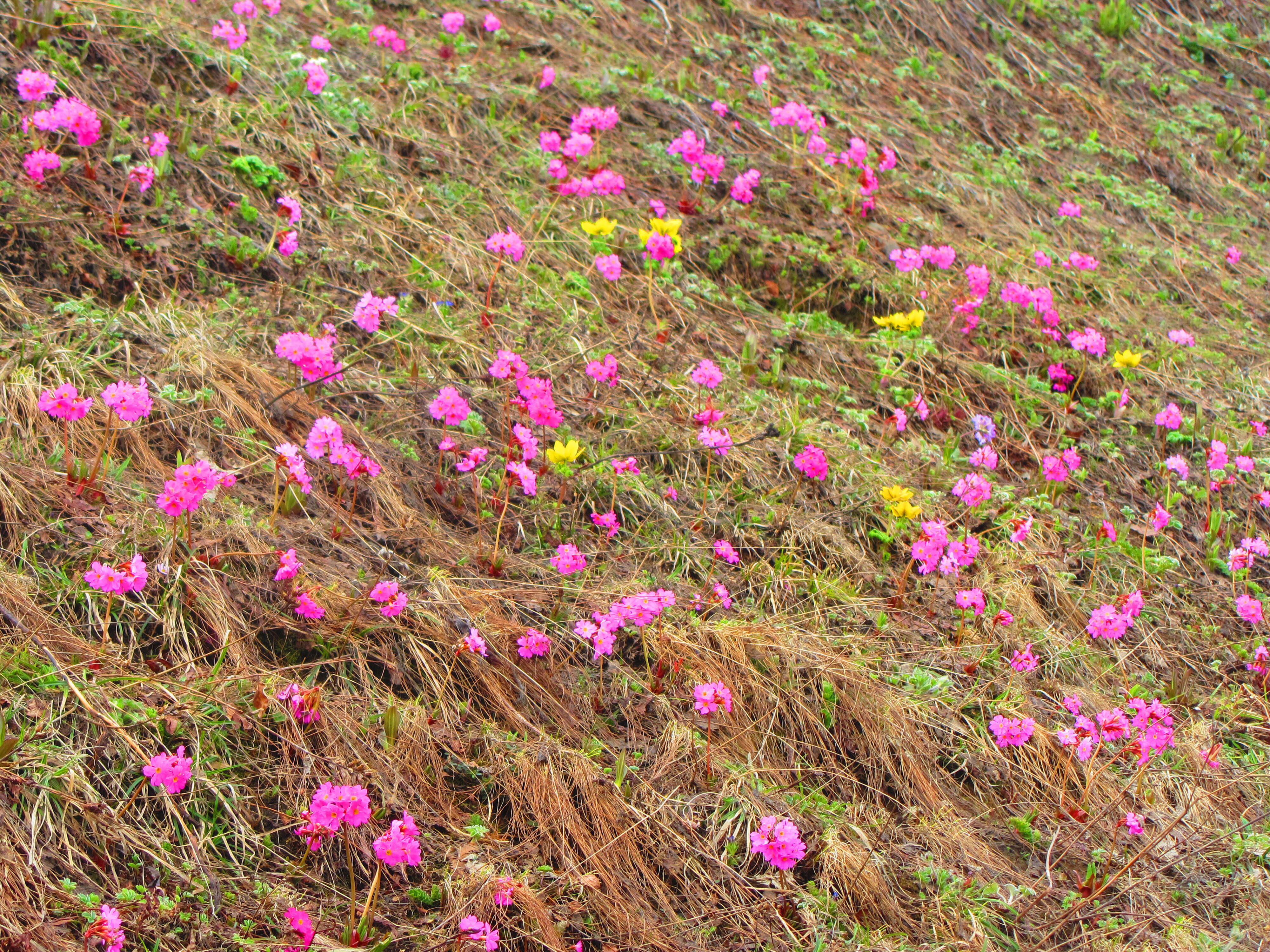 Image of Primula rosea Royle