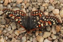 Image de Euphydryas editha (Boisduval 1852)