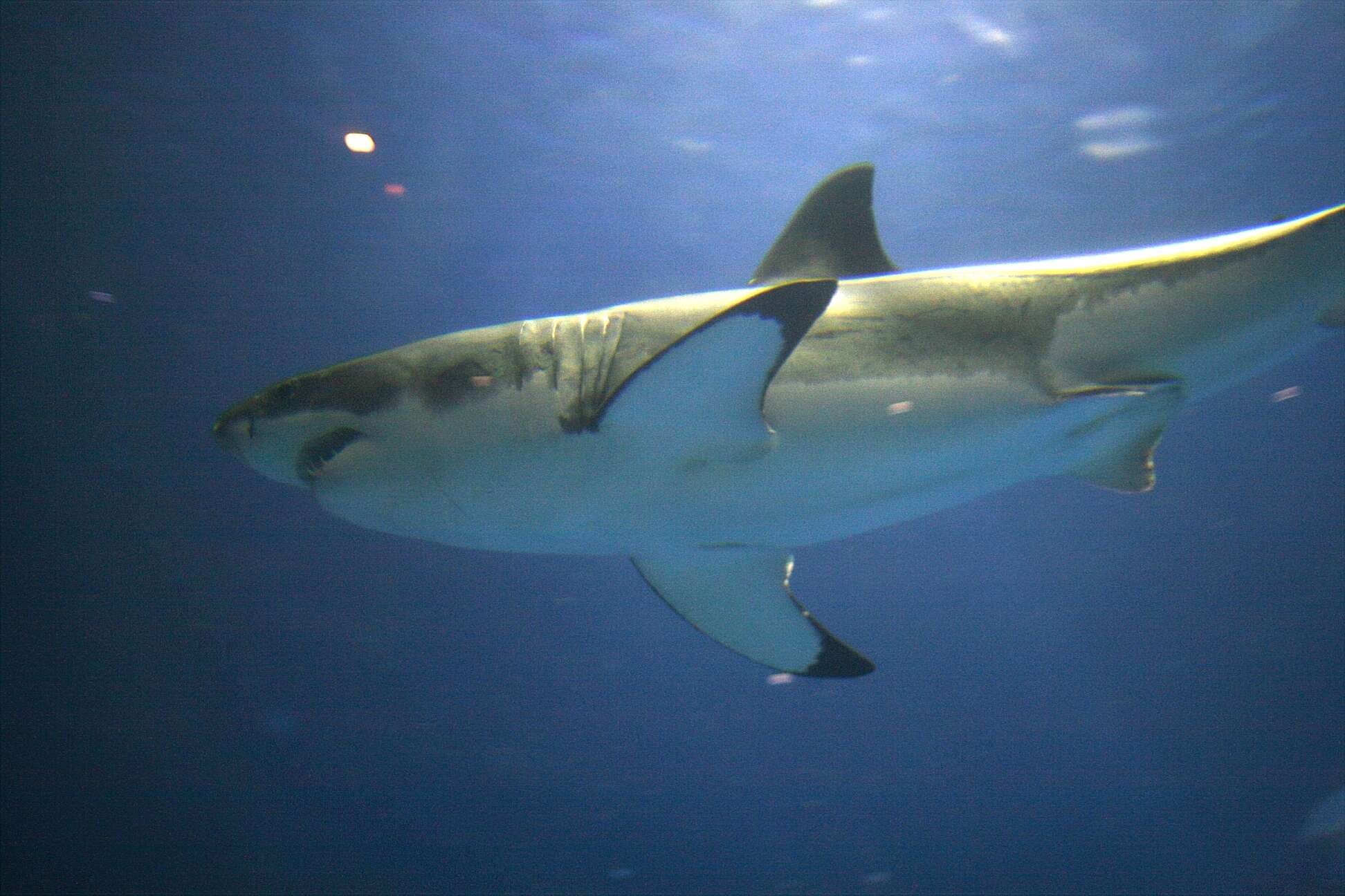 Image of Carcharodon