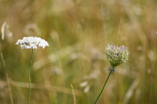 Imagem de Daucus carota subsp. carota