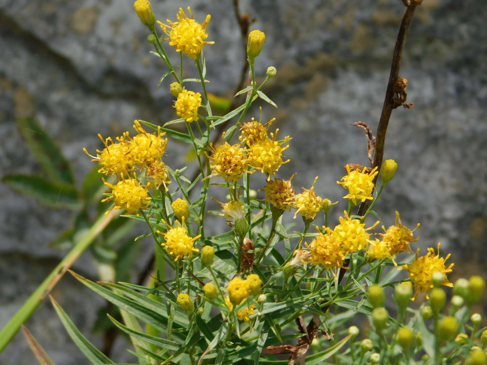 Image of Galatella biflora (L.) Nees