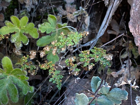 Image de Myriopteris fendleri (Hook.) E. Fourn.