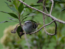 Plancia ëd Mecocerculus stictopterus (Sclater & PL 1859)