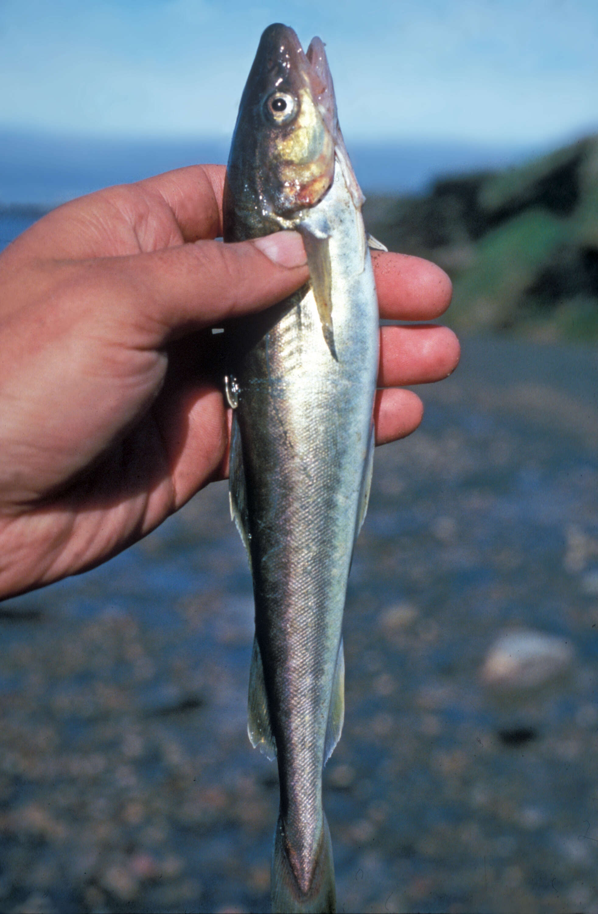 Image of Saffron cod