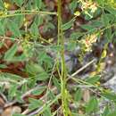 Plancia ëd Indigofera caroliniana Mill.