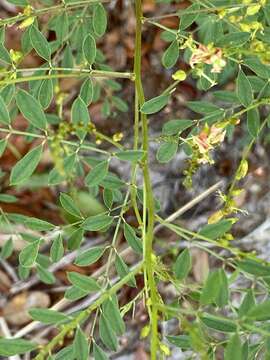 Image of Carolina indigo