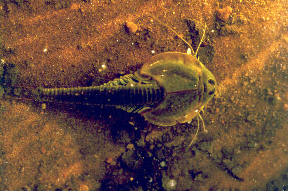 Sivun Triops longicaudatus (Le Conte 1846) kuva