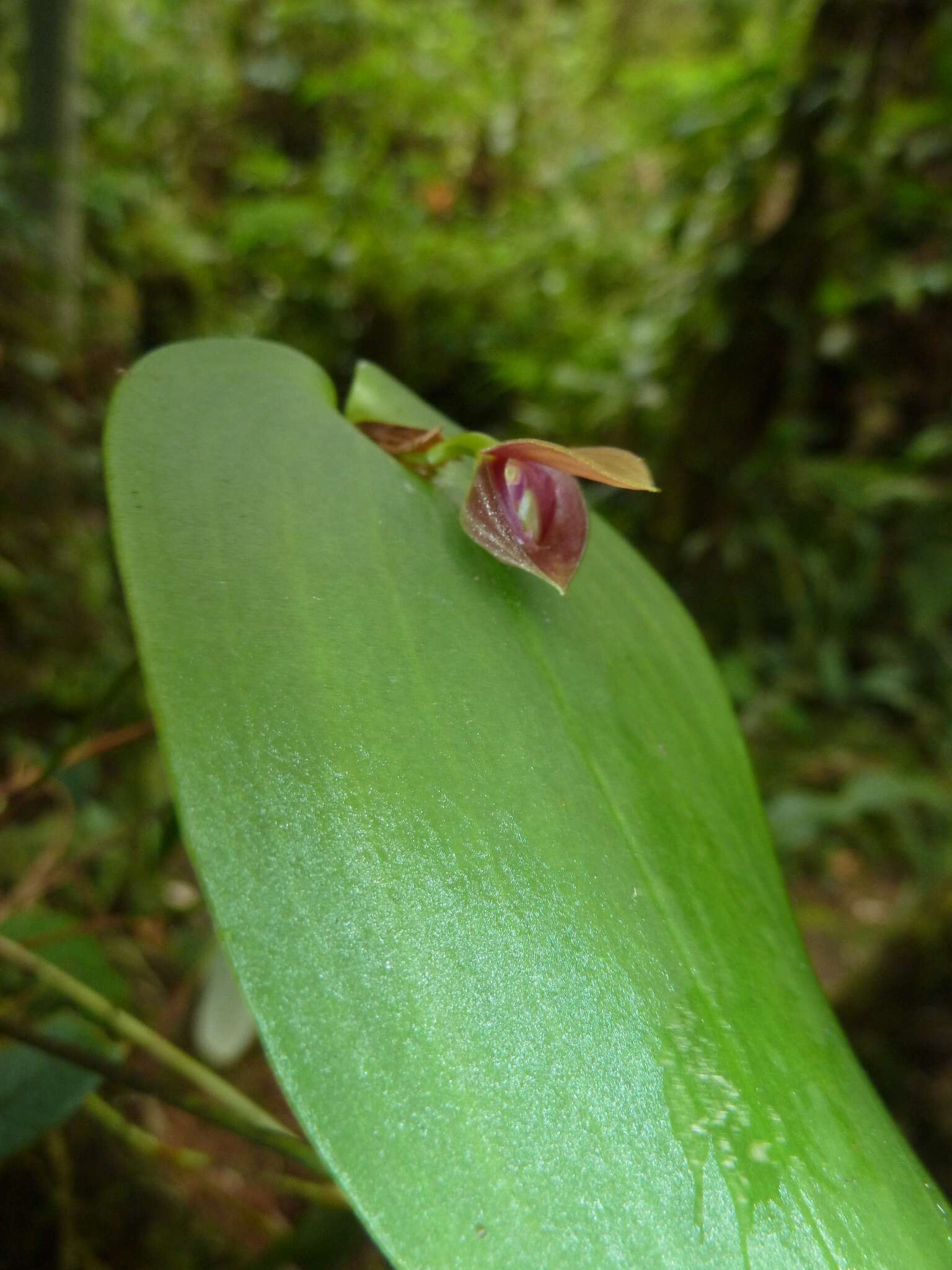 Image of Pleurothallis navisepala