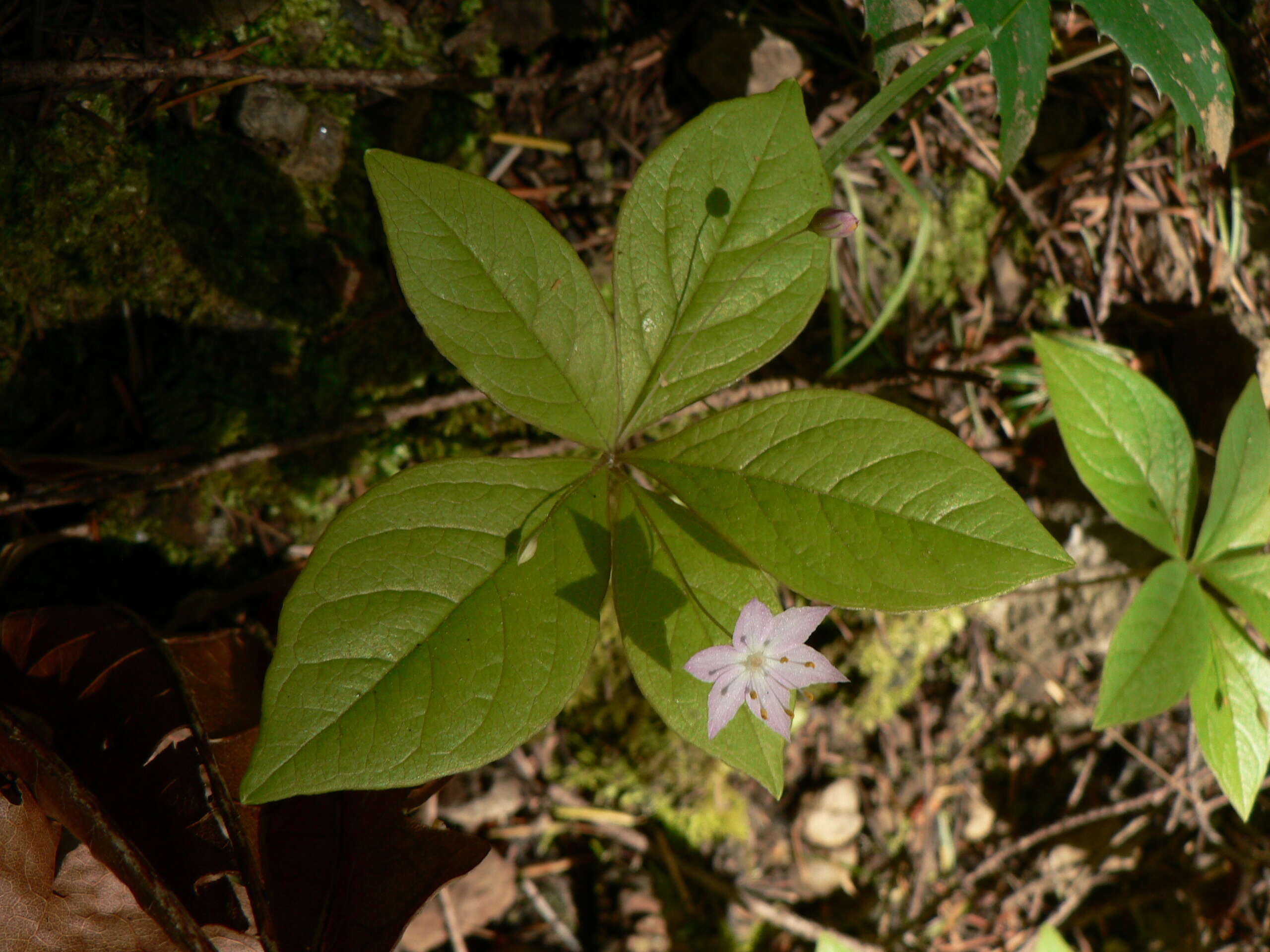 Image de Trientale boréale