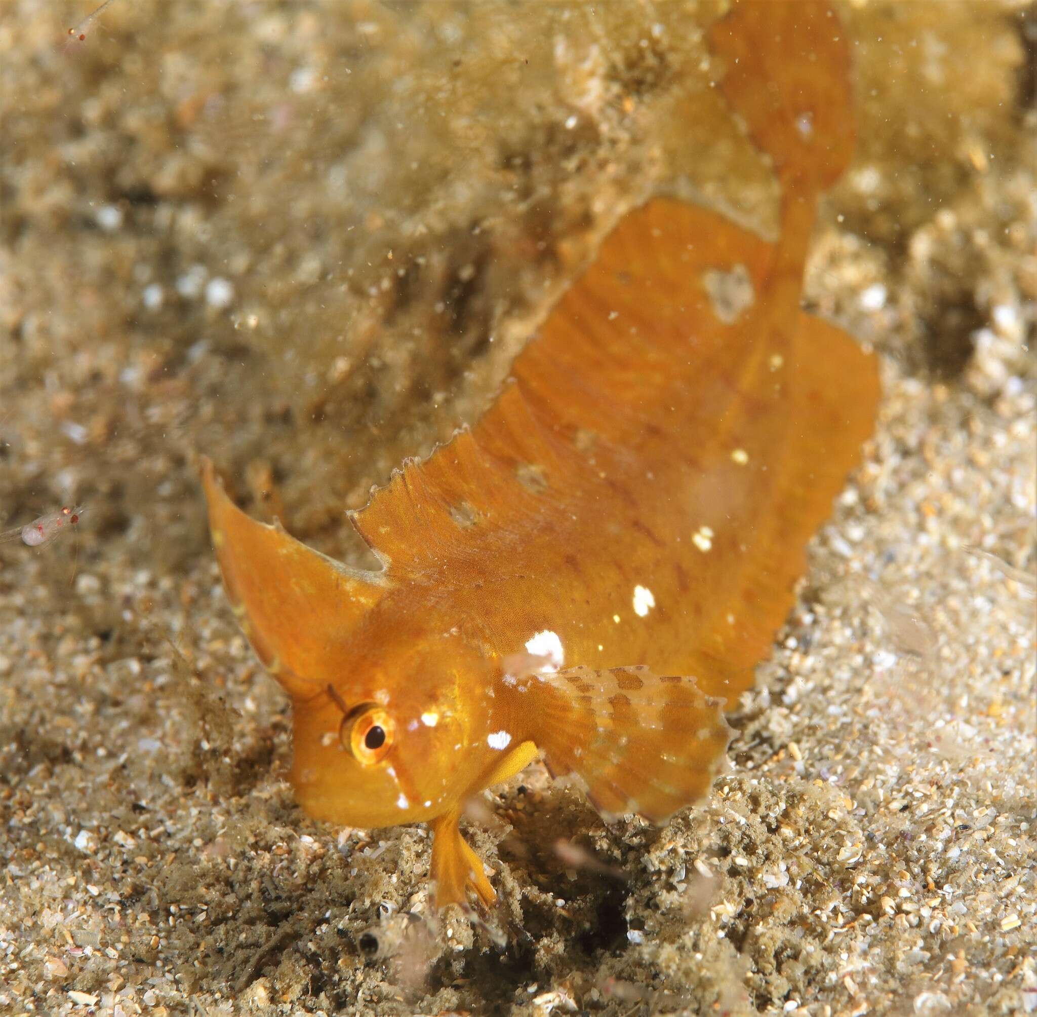 Image of Crested weedfish