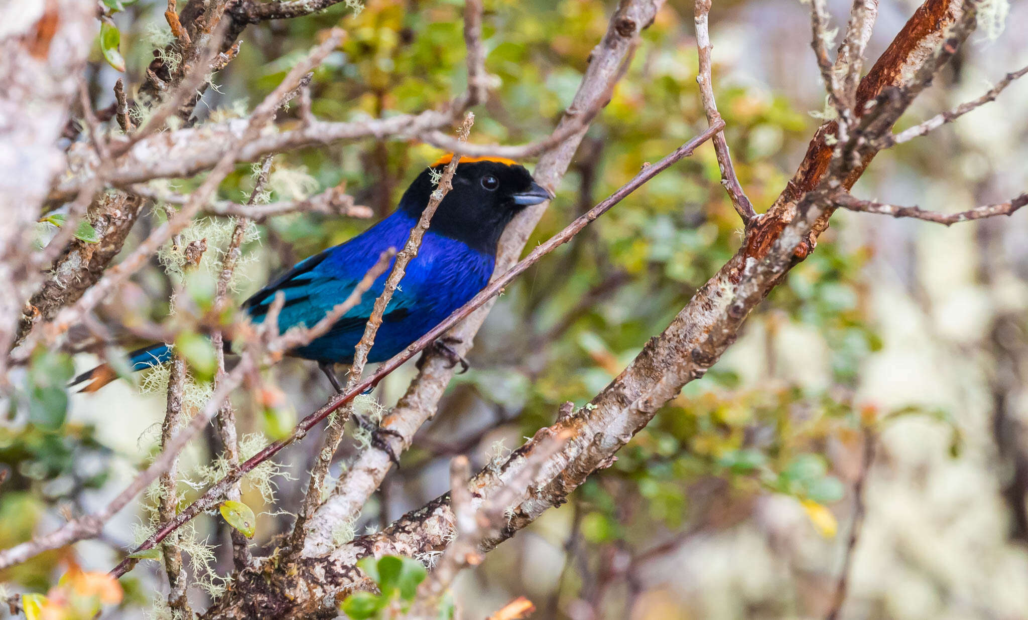 Imagem de Iridosornis rufivertex (Lafresnaye 1842)