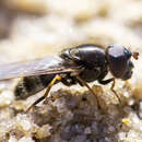 Image of Cheilosia prima (Hunter 1896)