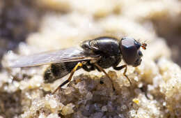 Image of Cheilosia prima (Hunter 1896)