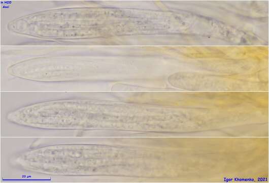 Image of Parachnopeziza miniopsis (Ellis) Korf 1978