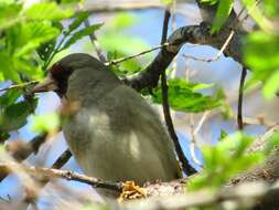 Carduelis carduelis caniceps Vigors 1831的圖片