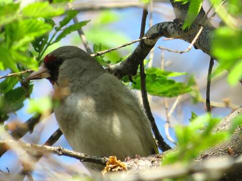 Image of Grey-crowned Goldfinch