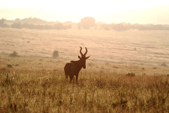 Image of Alcelaphus buselaphus caama