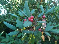 Image de Frangula californica (Eschsch.) A. Gray