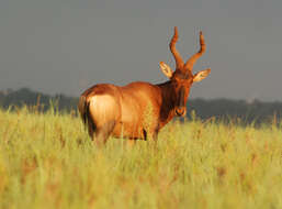 Image of Alcelaphus buselaphus caama