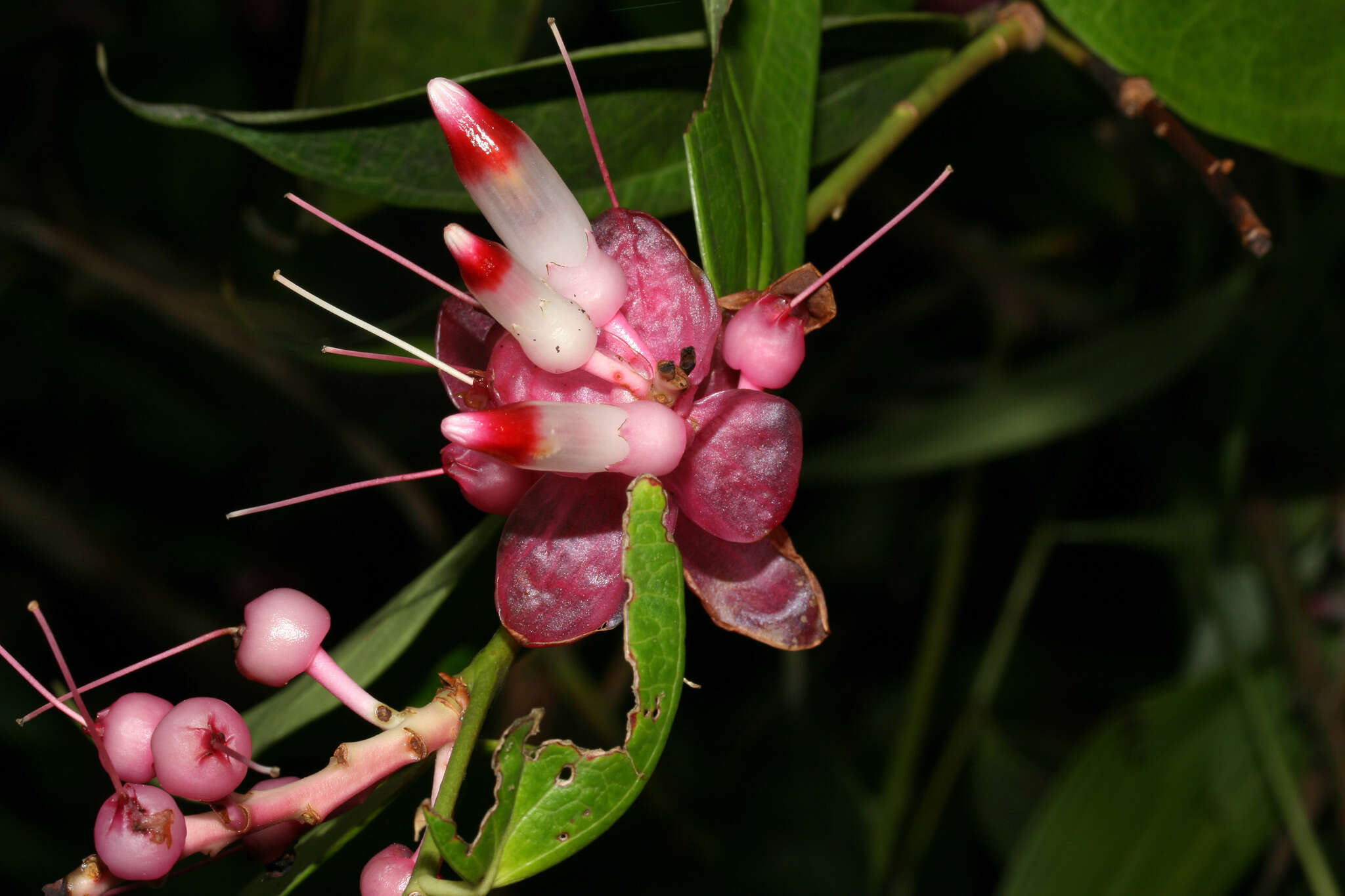 صورة Cavendishia tarapotana (Meissner) Benth. & Hook. fil.