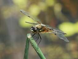 Image of Four-spotted Chaser