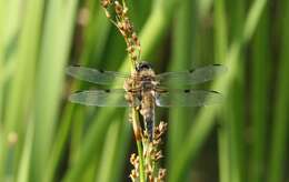 Image of Four-spotted Chaser