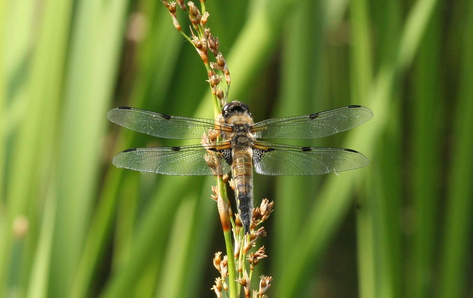 Image of Four-spotted Chaser