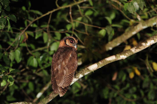 Image of Brown Wood Owl