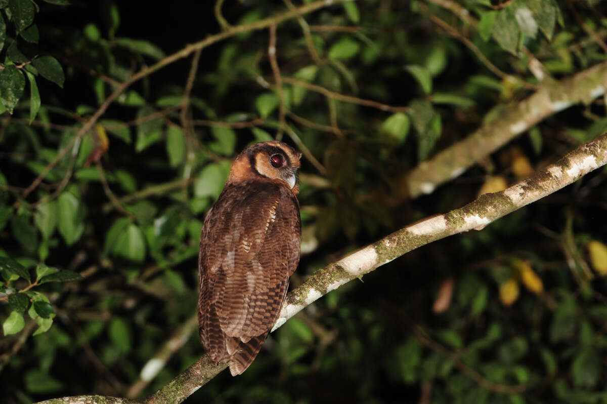 Plancia ëd Strix leptogrammica Temminck 1832