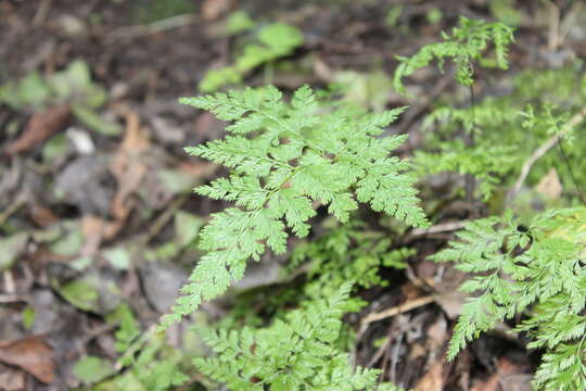 Image of Aspidotis meifolia (D. C. Eat.) Pic. Serm.