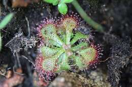 Image de Drosera cayennensis Sagot ex Diels