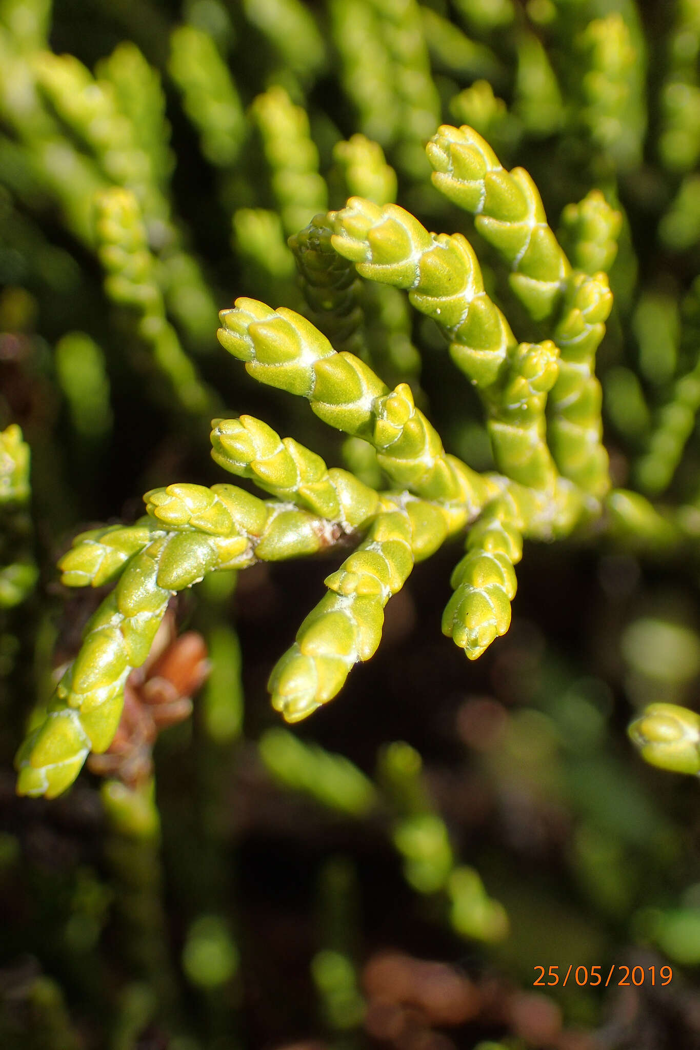 Veronica hectorii subsp. coarctata (Cheesem.) Garn.-Jones resmi