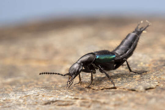 Image of Philonthus (Philonthus) caeruleipennis (Mannerheim 1830)